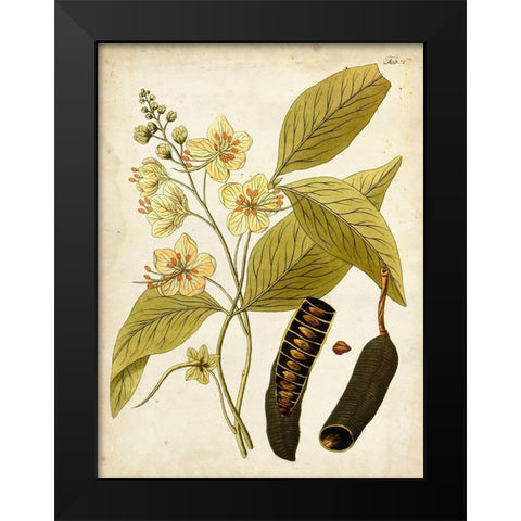 Horticultural Specimen II Black Modern Wood Framed Art Print by Unknown