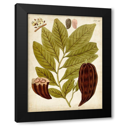 Horticultural Specimen III Black Modern Wood Framed Art Print by Unknown