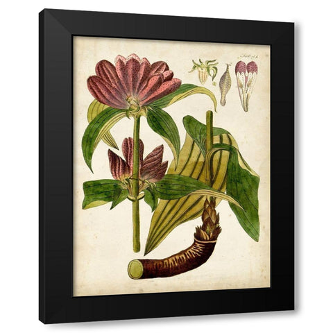 Horticultural Specimen IV Black Modern Wood Framed Art Print by Unknown