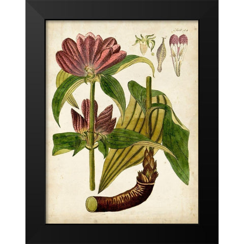 Horticultural Specimen IV Black Modern Wood Framed Art Print by Unknown