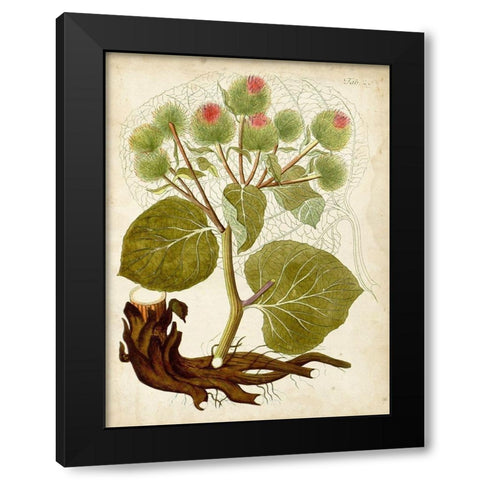 Horticultural Specimen V Black Modern Wood Framed Art Print with Double Matting by Unknown
