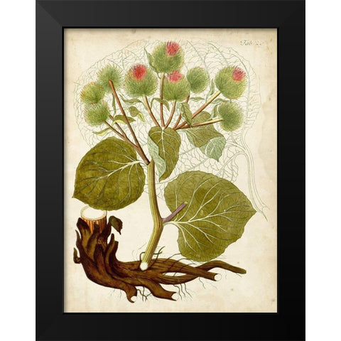 Horticultural Specimen V Black Modern Wood Framed Art Print by Unknown