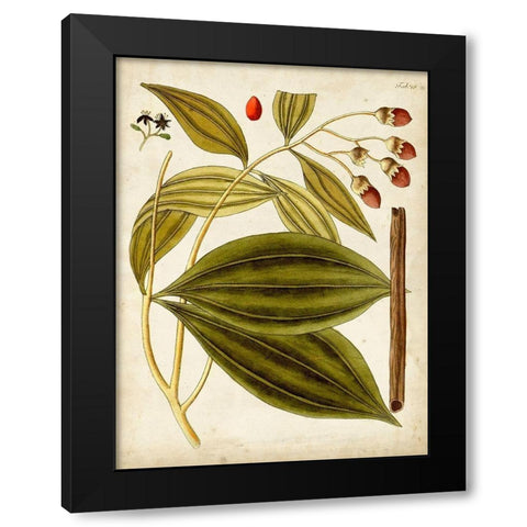 Horticultural Specimen VI Black Modern Wood Framed Art Print by Unknown