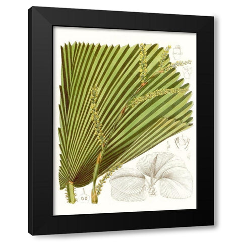 Palm Melange I Black Modern Wood Framed Art Print with Double Matting by Curtis