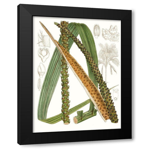Palm Melange IX Black Modern Wood Framed Art Print with Double Matting by Curtis