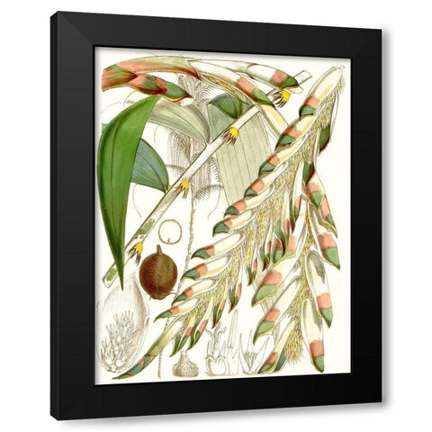 Tropical Variety I Black Modern Wood Framed Art Print with Double Matting by Curtis