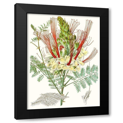 Tropical Variety II Black Modern Wood Framed Art Print with Double Matting by Curtis