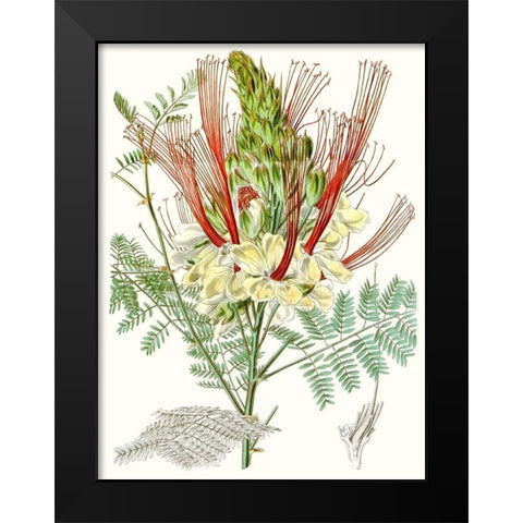 Tropical Variety II Black Modern Wood Framed Art Print by Curtis