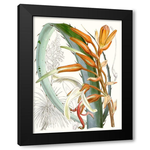 Tropical Variety III Black Modern Wood Framed Art Print with Double Matting by Curtis
