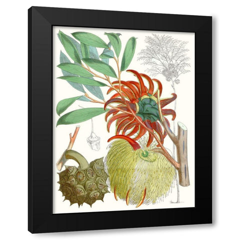 Tropical Variety IV Black Modern Wood Framed Art Print with Double Matting by Curtis