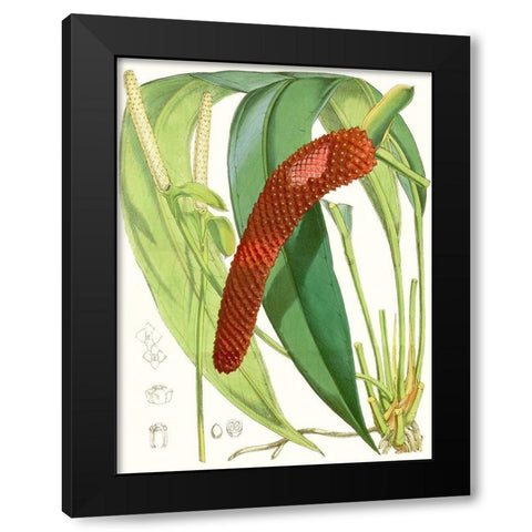 Tropical Variety V Black Modern Wood Framed Art Print with Double Matting by Curtis