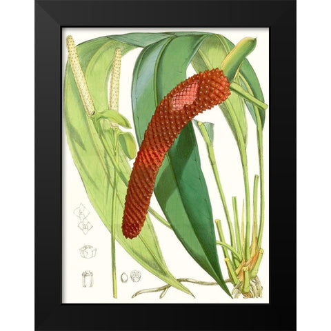 Tropical Variety V Black Modern Wood Framed Art Print by Curtis
