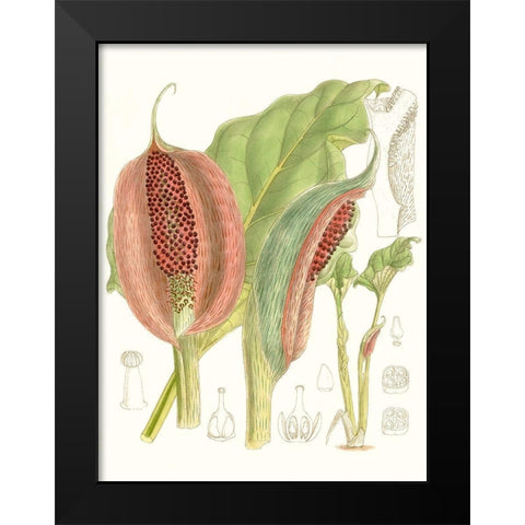 Tropical Variety VI Black Modern Wood Framed Art Print by Curtis