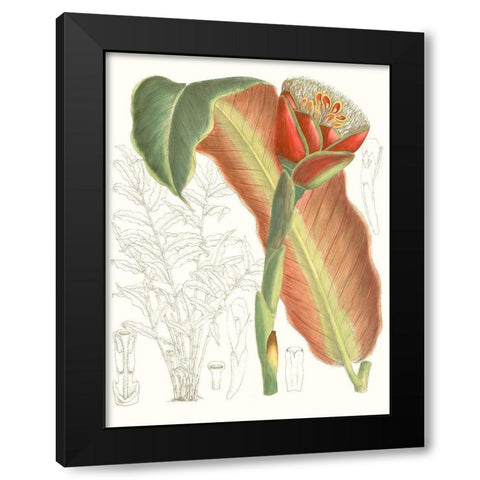 Tropical Variety VII Black Modern Wood Framed Art Print with Double Matting by Curtis