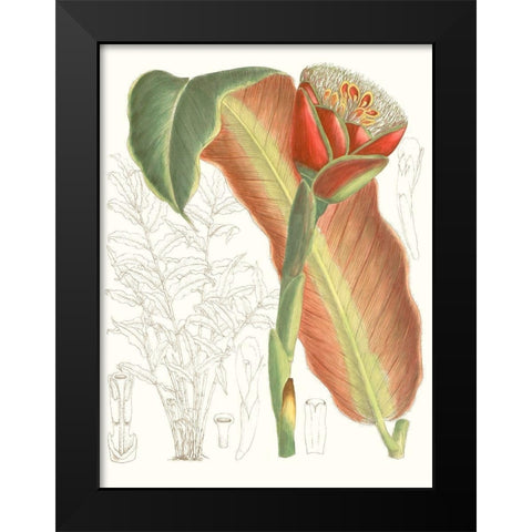 Tropical Variety VII Black Modern Wood Framed Art Print by Curtis