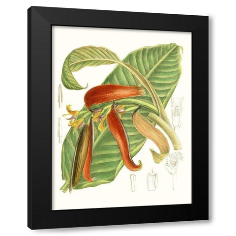 Tropical Variety VIII Black Modern Wood Framed Art Print with Double Matting by Curtis