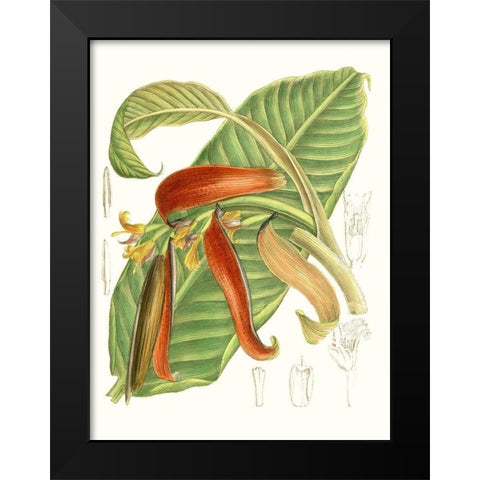 Tropical Variety VIII Black Modern Wood Framed Art Print by Curtis