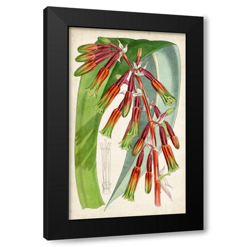 Tropical Gems I Black Modern Wood Framed Art Print by Curtis