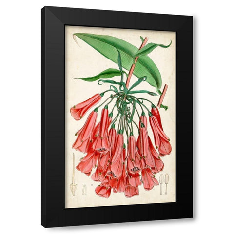 Tropical Gems II Black Modern Wood Framed Art Print with Double Matting by Curtis
