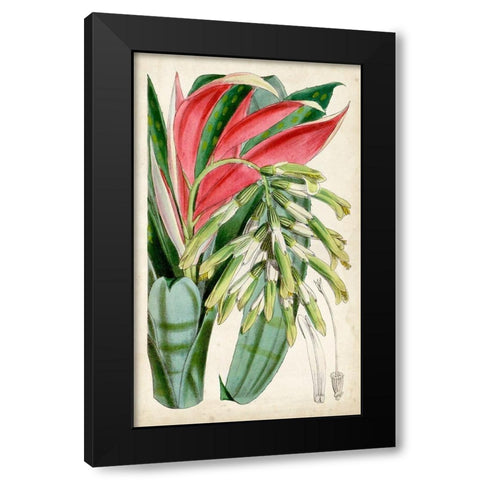 Tropical Gems III Black Modern Wood Framed Art Print by Curtis