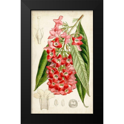 Tropical Gems IV Black Modern Wood Framed Art Print by Curtis