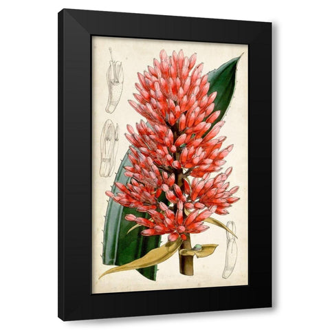 Tropical Gems V Black Modern Wood Framed Art Print with Double Matting by Curtis