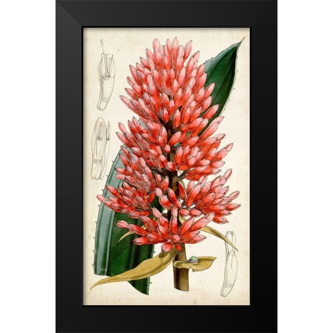 Tropical Gems V Black Modern Wood Framed Art Print by Curtis