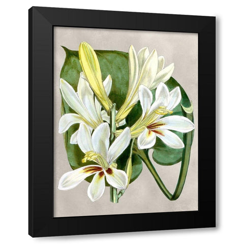 Alabaster Blooms IV Black Modern Wood Framed Art Print by Curtis
