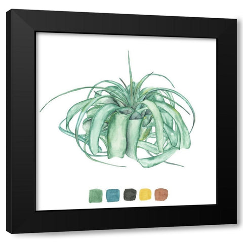 Air Plant Study I Black Modern Wood Framed Art Print with Double Matting by Wang, Melissa