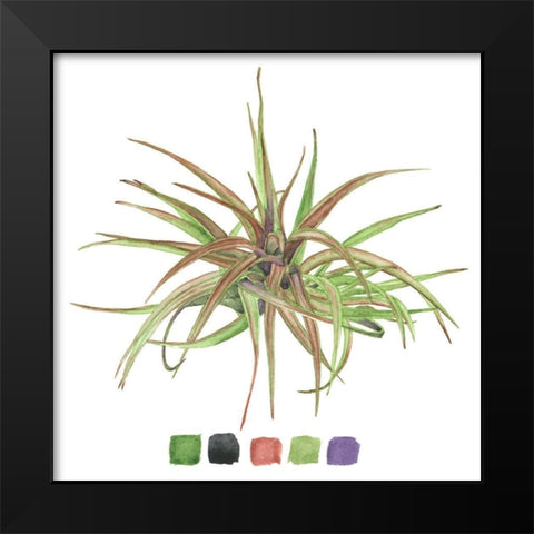 Air Plant Study II Black Modern Wood Framed Art Print by Wang, Melissa