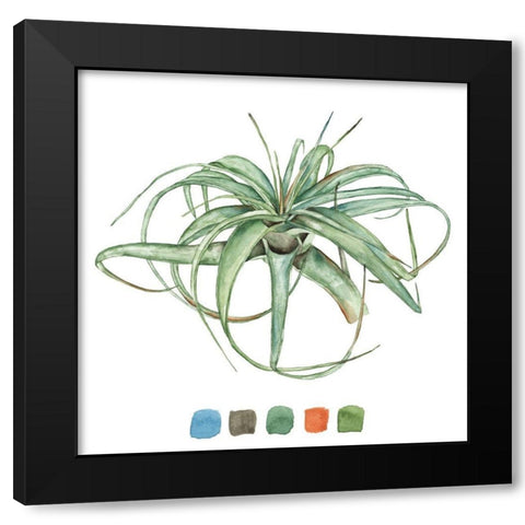 Air Plant Study III Black Modern Wood Framed Art Print with Double Matting by Wang, Melissa