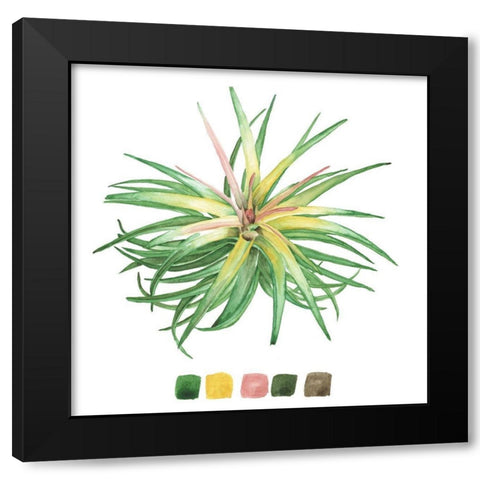 Air Plant Study IV Black Modern Wood Framed Art Print with Double Matting by Wang, Melissa