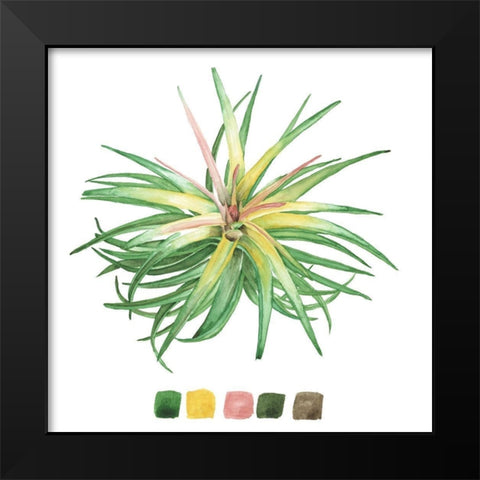 Air Plant Study IV Black Modern Wood Framed Art Print by Wang, Melissa