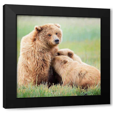 Bear Life II Black Modern Wood Framed Art Print with Double Matting by PHBurchett