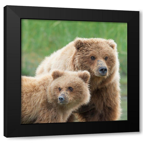 Bear Life III Black Modern Wood Framed Art Print by PHBurchett