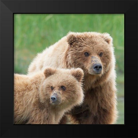 Bear Life III Black Modern Wood Framed Art Print by PHBurchett