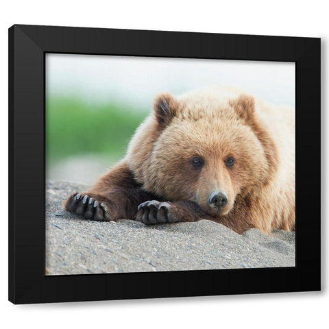 Bear Life IV Black Modern Wood Framed Art Print by PHBurchett