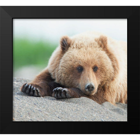 Bear Life IV Black Modern Wood Framed Art Print by PHBurchett