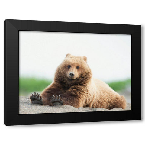 Bear Life VI Black Modern Wood Framed Art Print with Double Matting by PHBurchett