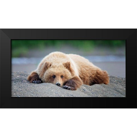 Bear Life X Black Modern Wood Framed Art Print by PHBurchett