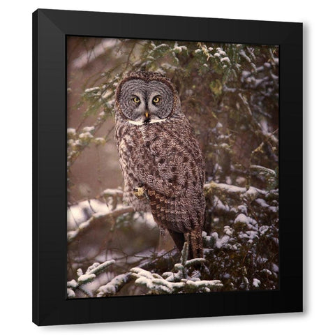 Owl in the Snow I Black Modern Wood Framed Art Print with Double Matting by PHBurchett