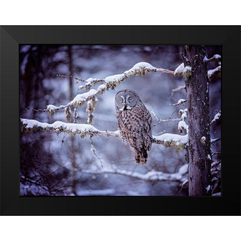 Owl in the Snow II Black Modern Wood Framed Art Print by PHBurchett