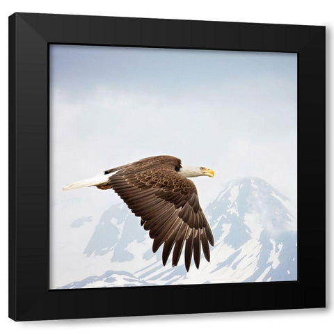 Majestic Eagle I Black Modern Wood Framed Art Print with Double Matting by PHBurchett