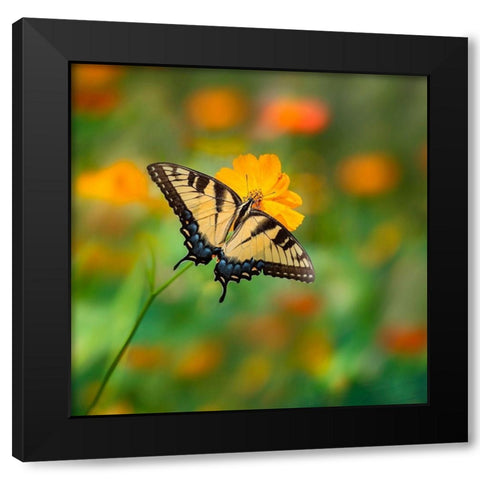 Butterfly Portrait I Black Modern Wood Framed Art Print with Double Matting by PHBurchett