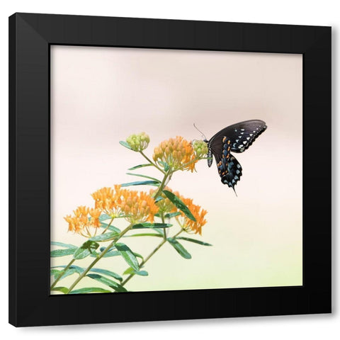 Butterfly Portrait II Black Modern Wood Framed Art Print by PHBurchett