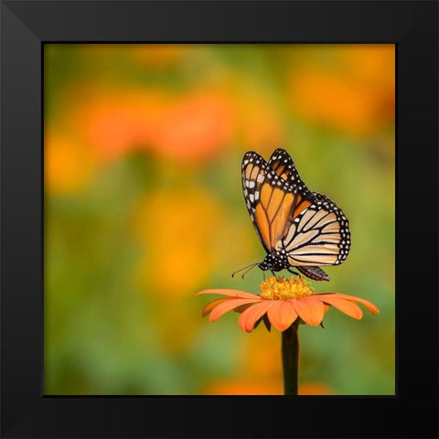 Butterfly Portrait IV Black Modern Wood Framed Art Print by PHBurchett