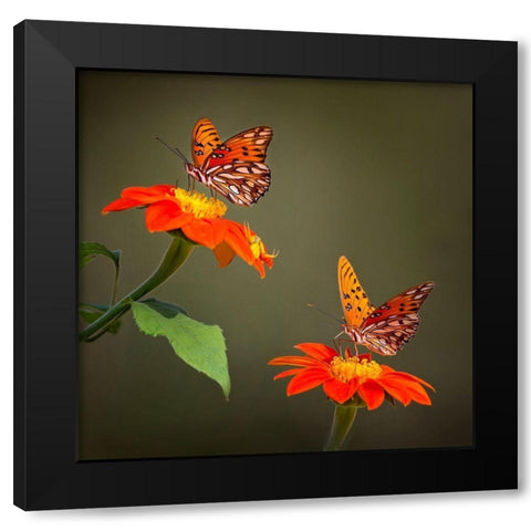 Butterfly Portrait VI Black Modern Wood Framed Art Print by PHBurchett