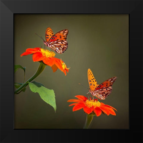 Butterfly Portrait VI Black Modern Wood Framed Art Print by PHBurchett