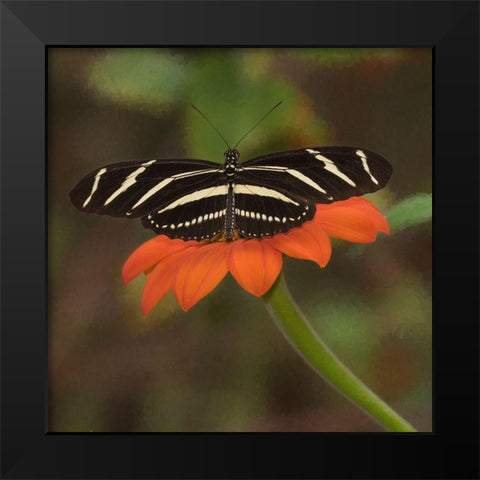 Butterfly Portrait VII Black Modern Wood Framed Art Print by PHBurchett