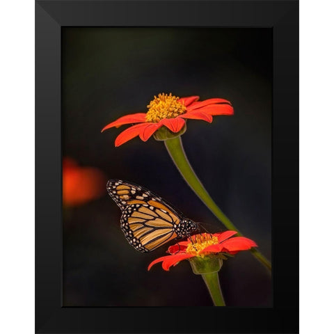 Butterfly Portrait X Black Modern Wood Framed Art Print by PHBurchett